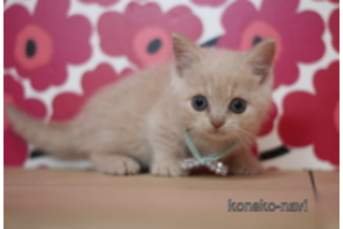 成約済の東京都のマンチカン(短足)-72713の1枚目